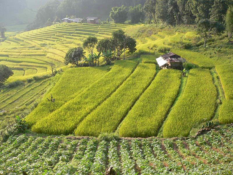 Baan Pakaamorn  Doi Inthanon