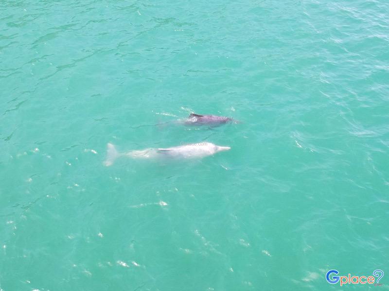 โลมาสีชมพู อ่าวขนอม