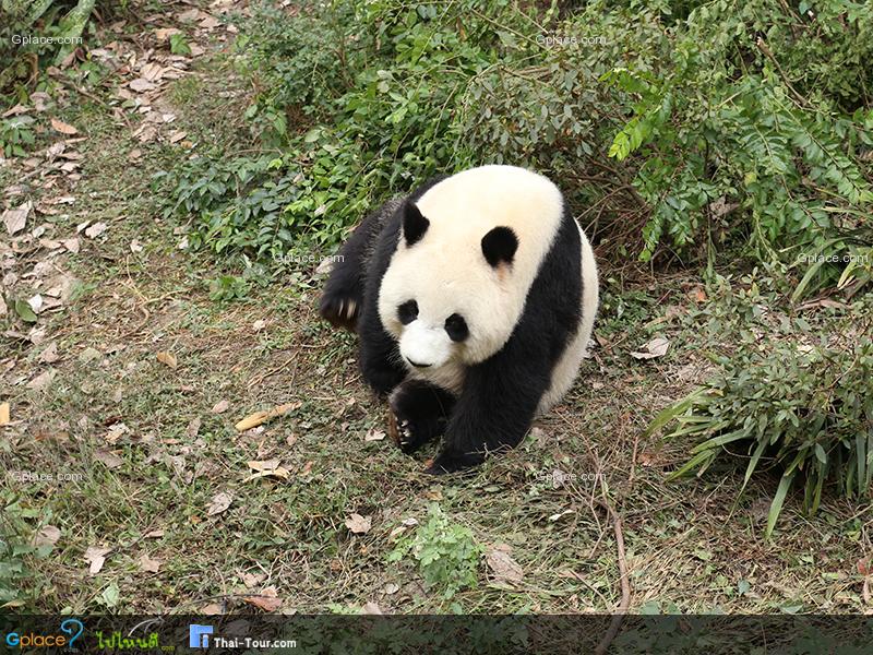 大熊猫 保护中心