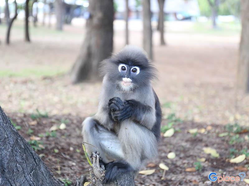 Southern Dusky Leaf Monkeys at Khao Lom Muak