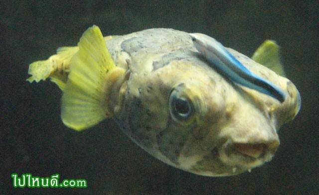 ปลาปักเป้าหนามทุเรียน Black-blotched porcupinefish, Diodon liturosus
