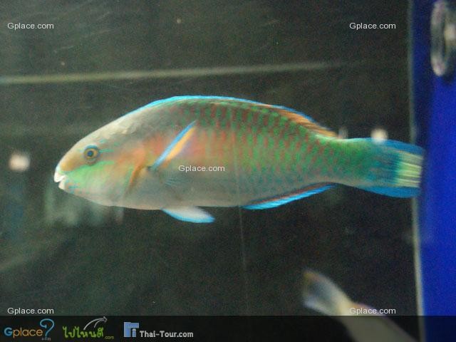 ปลานกแก้วเขียว Quoy's parrotfish, Scarus quoyi