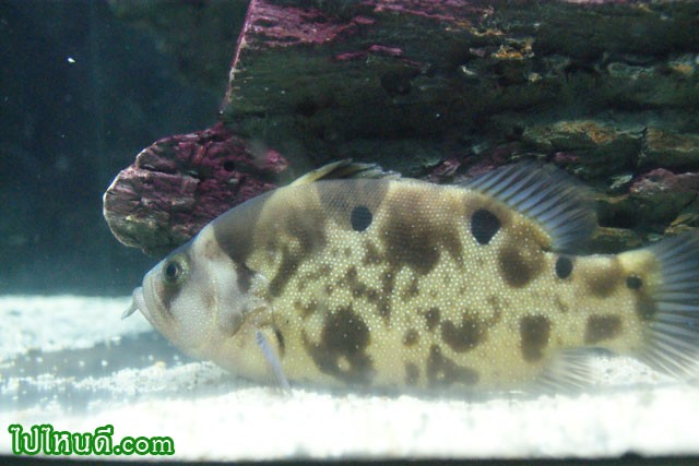 ปลากะรังหนวด Clown grouper, Pogonoperca punctata