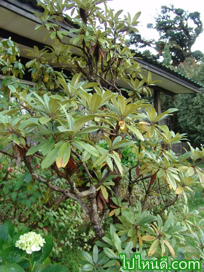 ต้นกุหลาบพันปี Rhododendron arboreum subsp
วงศ์ ERICACEAE