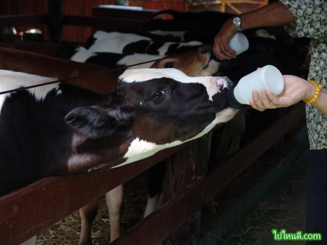 ป้อนนมให้ลูกวัวในสวนสัตว์