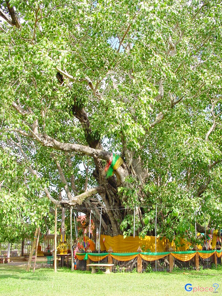 ต้นศรีมหาโพธิ์ เป็นต้นไม้คู่บ้าน คู่เมืองและยังเป็นสัญลักษณ์ประจำจังหวัดปราจีนบุรีอีบริเวณวัดต้นโพธิ์ เขตเทศบาลตำบลโคกปีบ