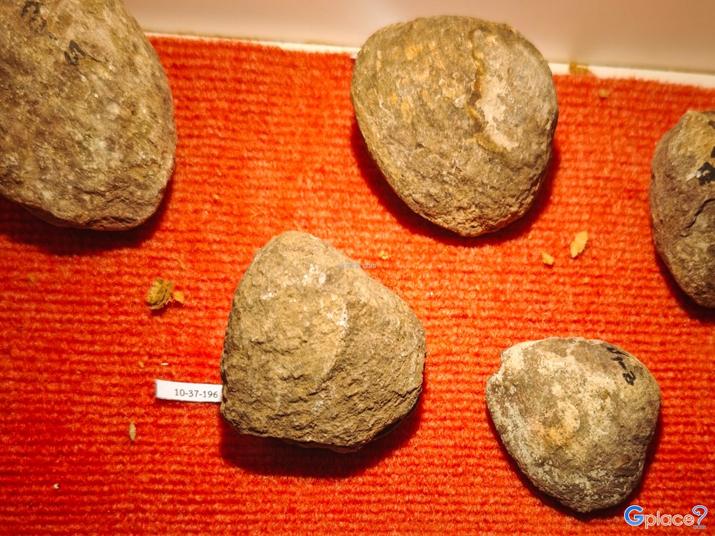 หอยหิน 150 ล้านปี