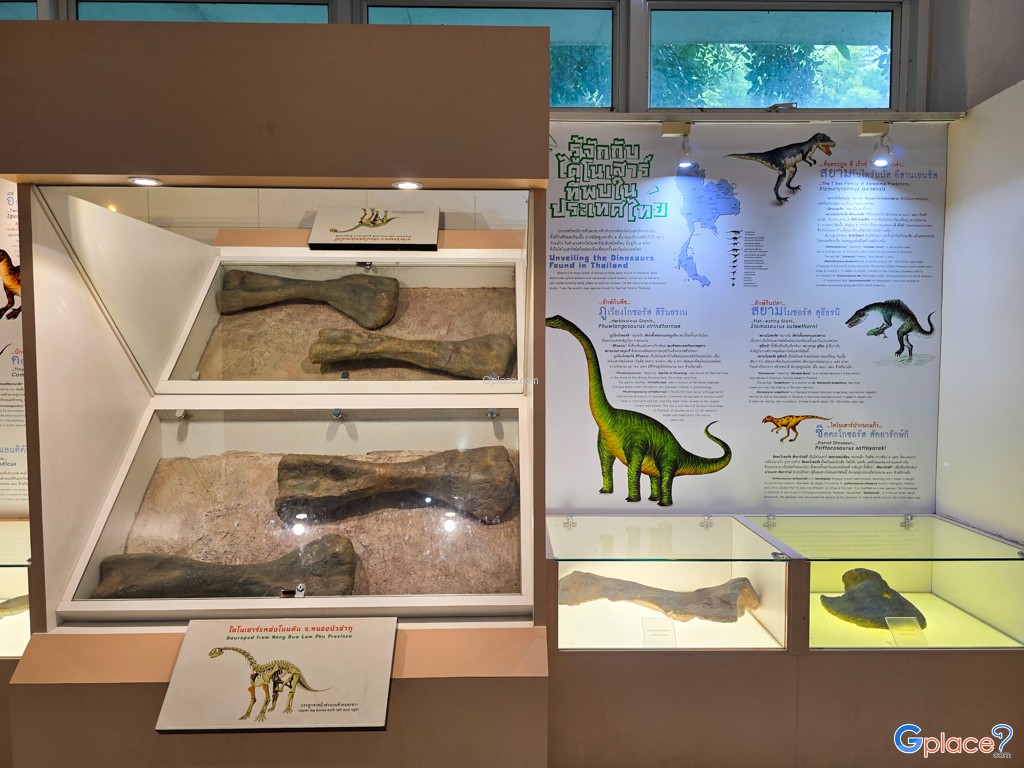 กระดูกแข้ง