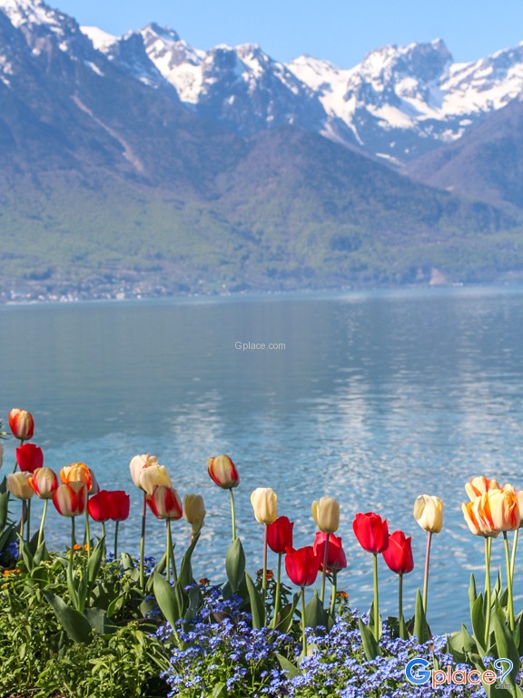 Bye Flowered Embankments - Quais fleuris