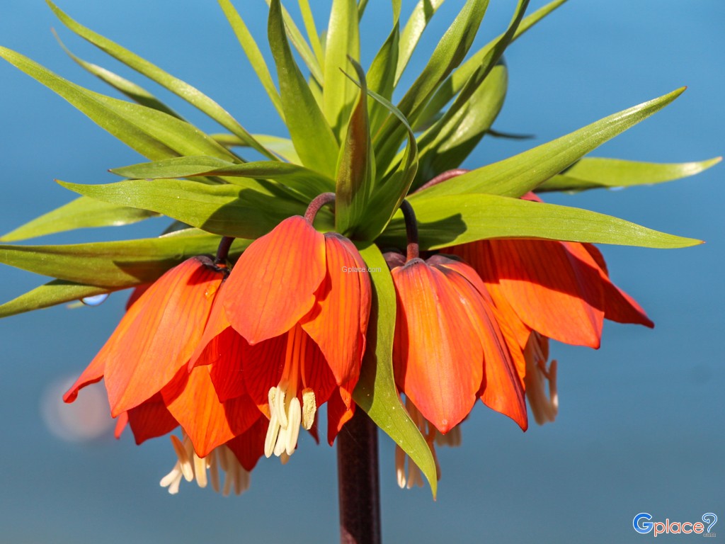 unknown flower