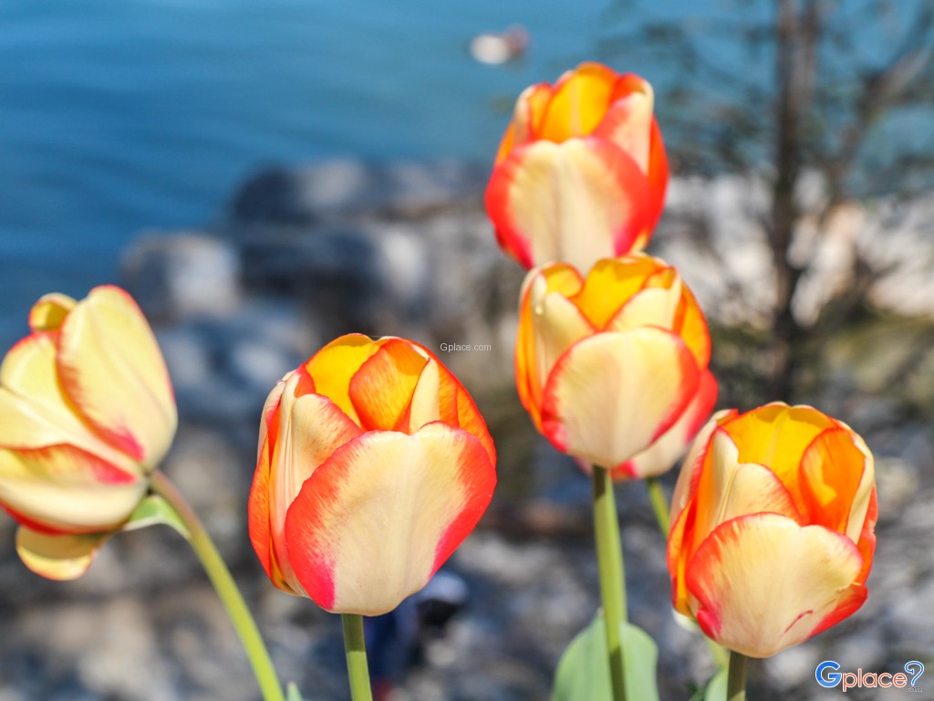 various tulip