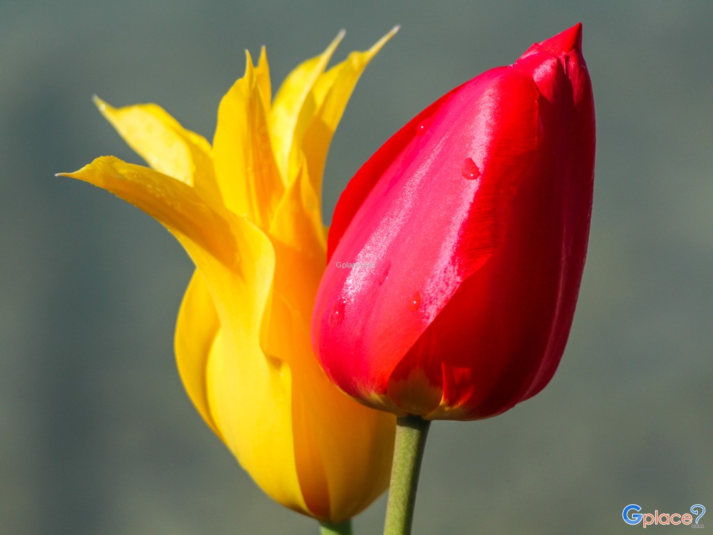 There are many exotic flowers.