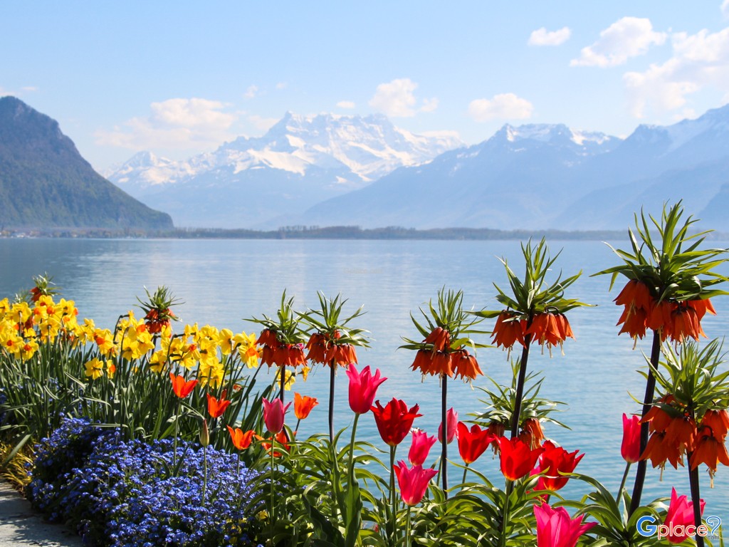 flowers along the walking stree