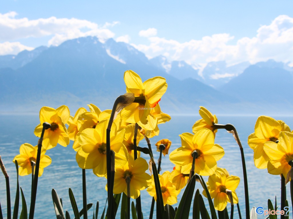 with background of the Alps mountains