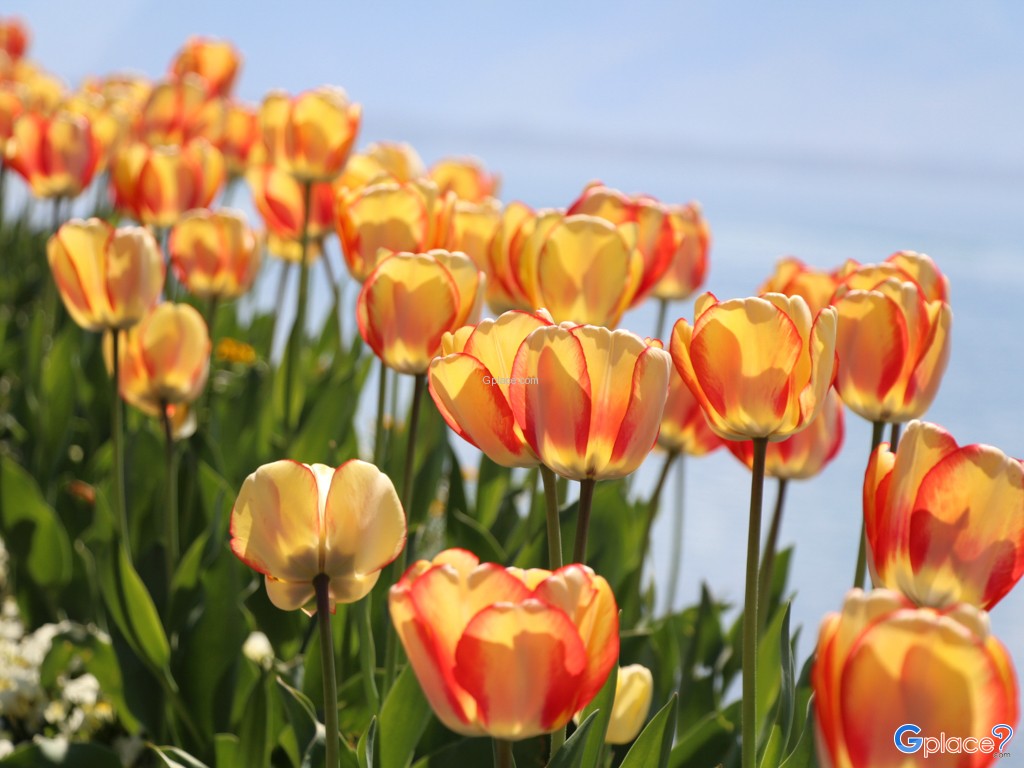 tulip flower in front of my hotel - Eden Palace au Lac