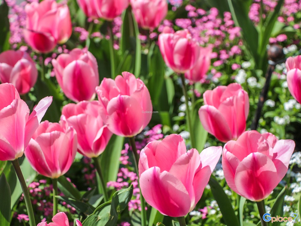 Tulip garden in front of the station.