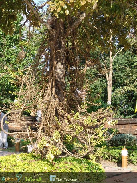 ต้นสาละ ต้นไม้ที่พระพุทธเจ้าทรงประสูติ