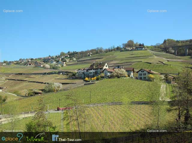 Still traveling in the train and having enough time to think whether to get off or not.  The Lavaux covers the vineyard area about 30 kms along the shore of Geneva Lake.