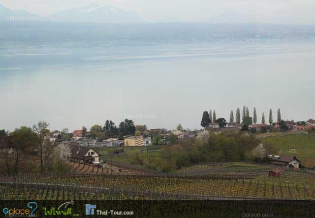 น่าจะเป็นแถวๆ นี้ที่บรรดาตากล้อง เข้าถ่ายรูปไร่องุ่น Lavaux - Unesco ลงเว็บและแม็กกาซีน