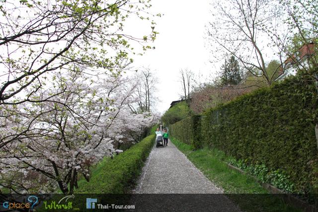 On the way to the top, touching the pink flowers with the blowing wind