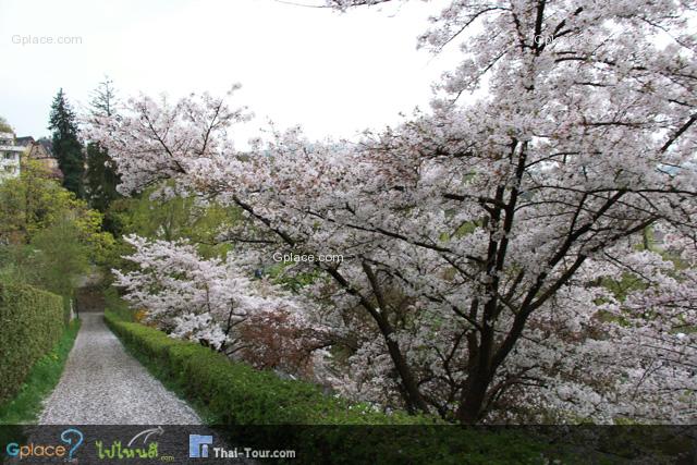 all blossom flowers while I was walking there.