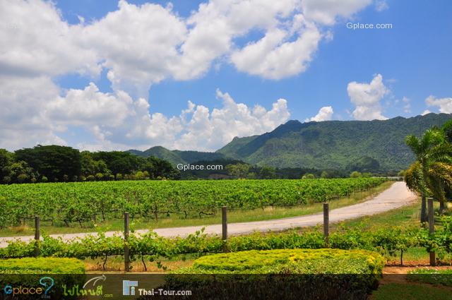 บรรยากาศโดยรอบๆของพีบีวัลเล่ย์ เขาใหญ่ไวน์เนอรี่