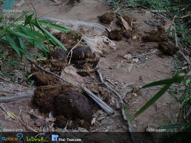 อึช้าง ยังสดใหม่อยู่เลย...มันต้องอยู่แถวนี้แน่