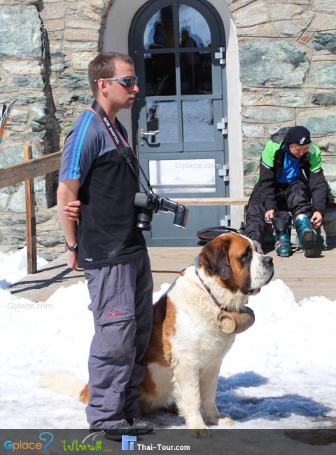 The ancestors of the St. Bernard share a history with the Sennenhunds, also called Swiss Mountain Dogs or Swiss Cattle Dogs, the large farm dogs of the farmers and dairymen of the livestock guardians, herding dogs, and draft dogs as well as hunting dogs, search and rescue dogs, and watchdogs. These dogs are thought to be descendants of molosser type dogs brought into the Alps by the ancient Romans, and the St. Bernard is recognized internationally today as one of the Molossoid breeds.

The earliest written records of the St. Bernard breed are from monks at the hospice at the Great St Bernard Pass in 1707, with paintings and drawings of the dog dating even earlier.

The most famous St. Bernard to save people at the pass was Barry (sometimes spelled Berry), who reportedly saved somewhere between 40 and 100 lives. There is a monument to Barry in the Cimetière des Chiens, and his body was preserved in the Natural History Museum in Berne.

The classic St. Bernard looked very different from the St. Bernard of today because of cross-breeding. Severe winters from 1816 to 1818 led to increased numbers of avalanches, killing many of the dogs used for breeding while they were performing rescues. In an attempt to preserve the breed, the remaining St. Bernards were crossed with Newfoundlands brought from the Colony of Newfoundland in the 1850s, and so lost much of their use as rescue dogs in the snowy climate of the alps because the long fur they inherited would freeze and weigh them down.

The Swiss St. Bernard Club was founded in Basel on March 15, 1884. The St. Bernard was the very first breed entered into the Swiss Stud Book in 1884, and the breed standard was finally approved in 1888. Since then, the breed has been a Swiss national dog.

credit: wikipedia