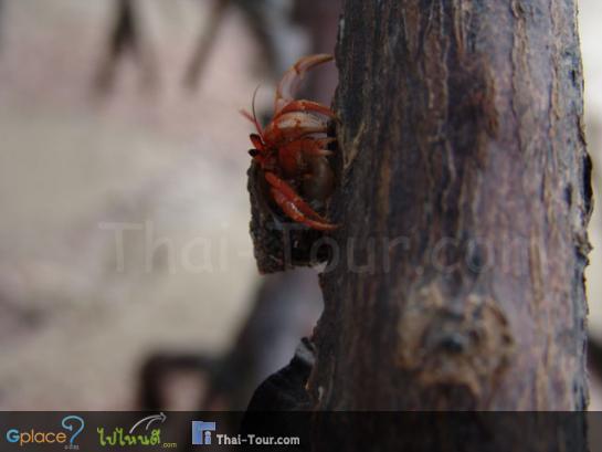 อย่างไอ้ตัวนี้.....	ปูเสฉวน
----------------------------------------------------------------
ปูเสฉวนเป็นปูชนิดหนึ่ง ที่มีรูปร่างแปลกประหลาด และนิสัยของมันก็แปลกมากด้วย ปูเสฉวนมีขาสิบขาเช่นเดียว กับปูม้าและปูทะเล แต่ปูเสฉวน มีตัวเล็กมาก ส่วนท้ายของ ลำตัวอ่อนนุ่มนิ่ม	มีลักษณะงอและโค้ง ไม่มีกระดอง แข็งหุ้มดังเช่นปูอื่นทั่วไปปูเสฉวนจึง ต้องหาสิ่งอื่นไว้เป็นที่กำบัง ป้องกันตัวตลอดเวลา และสิ่งที่ปูเสฉวนใช้ คือ เปลือกหอยฝาเดียว ที่ตัวหอยตายไปนานแล้ว เปลือกหอยเช่นนี้มีอยู่มากมายตามชายหาดซึ่งเป็นที่ที่ปูเสฉวนอาศัยอยู่ ปูเสฉวนจะเลือกเปลือกหอยที่เหมาะพอดี กับตัว ถอยหลังเข้าไปอยู่ในเปลือกหอย เวลาปูเสฉวนไปที่ใดก็จะแบกเอาเปลือกหอยนั้นไปด้วย 
	
เมื่อปูเสฉวนโตขึ้น ตัวคับเปลือก หอยที่เคยอาศัยอยู่ ปูเสฉวนก็จะละจาก เปลือกหอยอันเดิมเปลี่ยนไปใช้เปลือกหอย อันใหม่ที่มีขนาดพอดีกับตัวต่อไป ปูเสฉวนกินอาหารไม่เลือก มันชอบกินสัตว์และพืชที่เน่าเปื่อยตามชาย