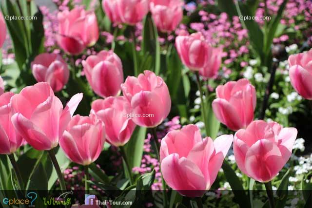 Tulip garden in front of the station.