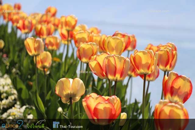 tulip flower in front of my hotel - Eden Palace au Lac