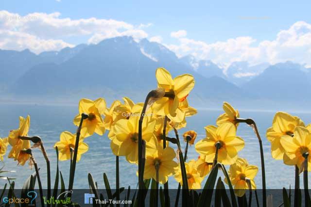 with background of the Alps mountains