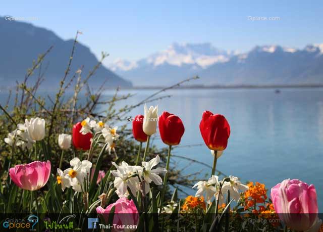 flowers with background of the Alps and Geneva lake, one of the typical photos of Switzerland.