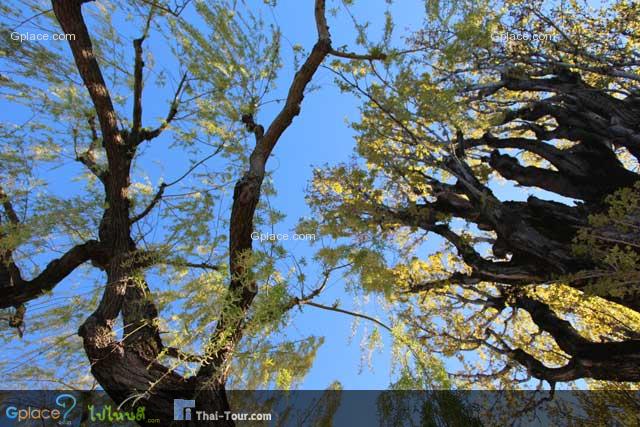 today it is a blue sky day.