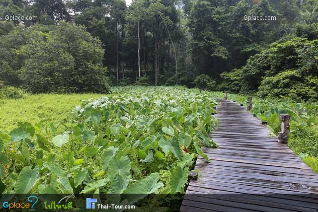 บึงทะเลบันมีธรรมชาติที่สวยงาม ร่มรื่น มักจะได้ยินเสียงร้องประหลาดของสัตว์ชนิดหนึ่งบริเวณริมบึงคล้ายกับเสียงลูกสุนัข คือ เขียดว้าก หรือหมาน้ำ
โดยเฉพาะริมทางเดินนี้