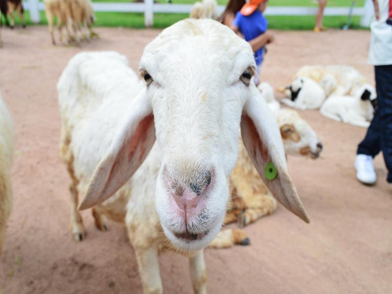 芭堤雅复古农场绵羊村（Pattaya Sheep Farm）