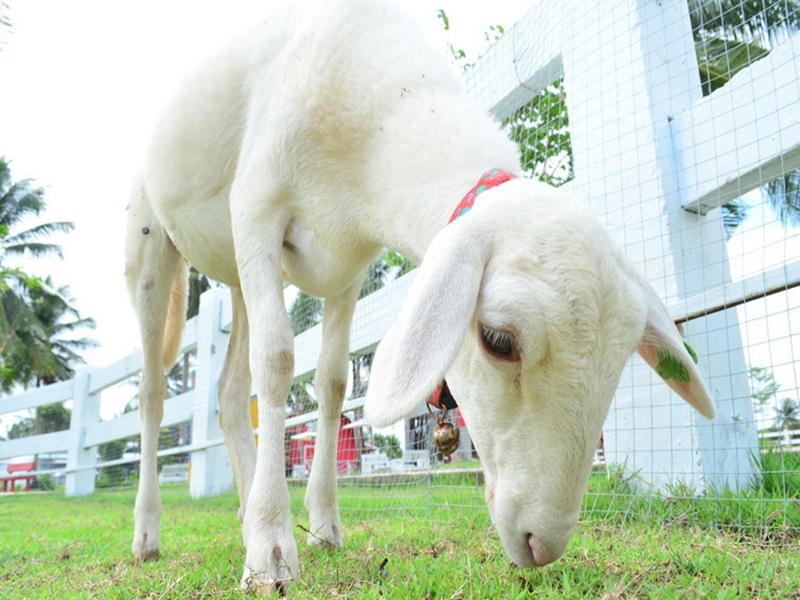 芭堤雅复古农场绵羊村（Pattaya Sheep Farm）