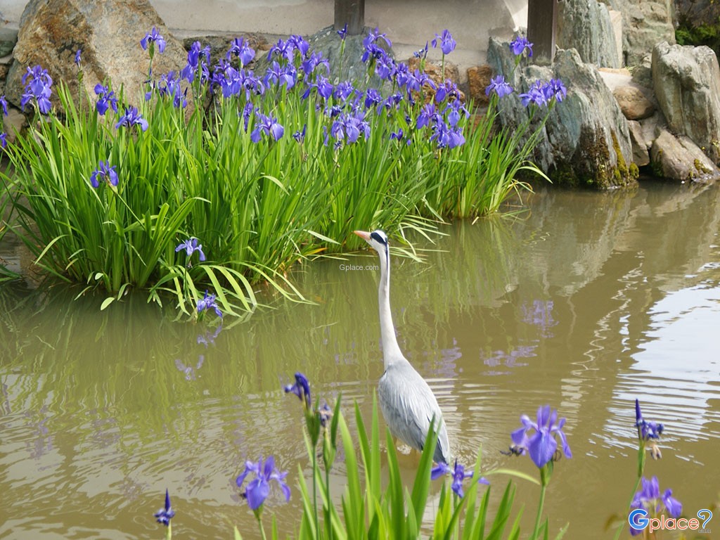 Kinkaku-ji