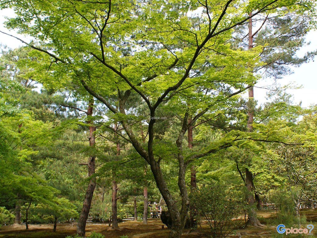 Kinkaku-ji