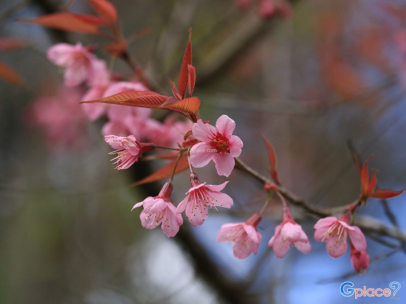 Sakura in Thailand or the Tiger King on Ang Khang