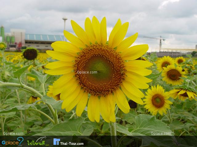 Sunflower Fields Saraburi