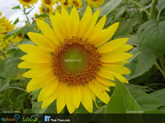 Sunflower Fields Saraburi