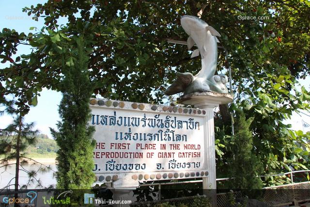 หาดจับปลาบึก แหล่งจับปลาบึกแห่งแรกโลก ที่หาดตะไตร้