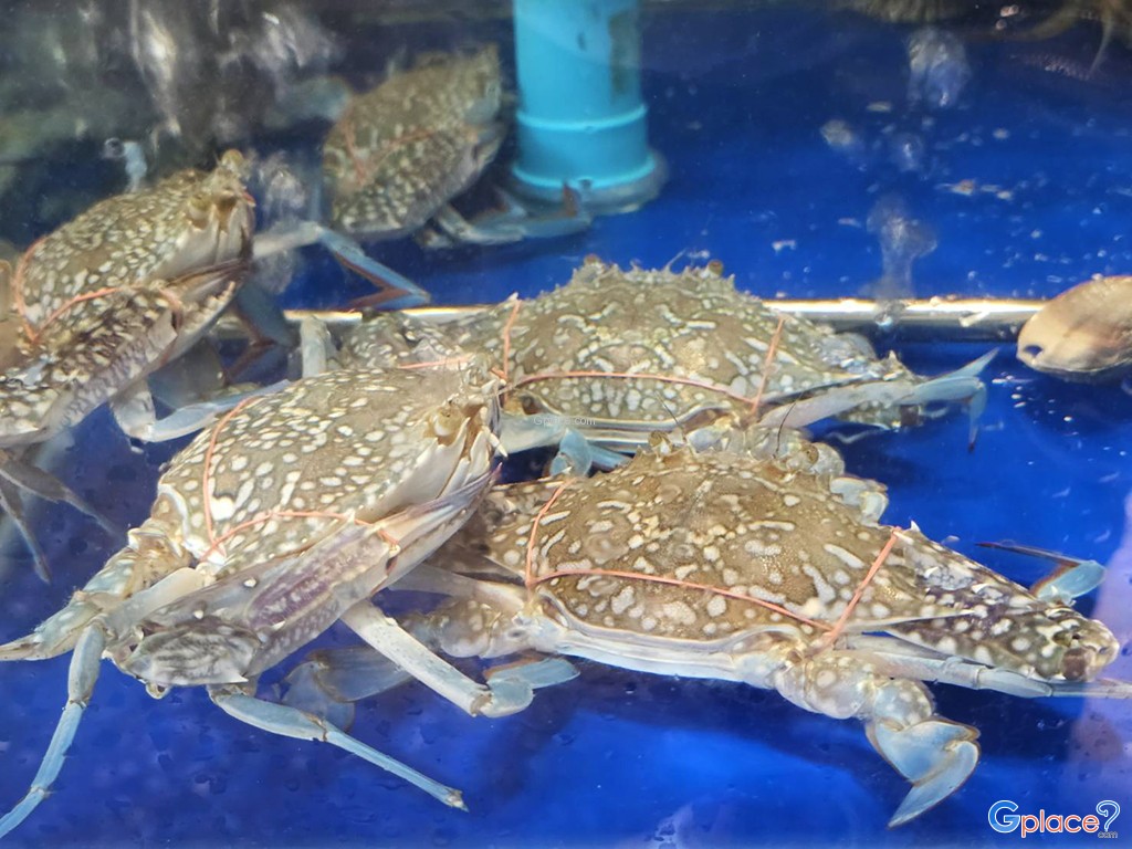 ชาวเลซีฟู้ด เกาะช้าง บางเบ้า