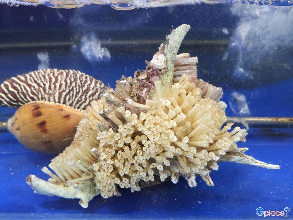 ชาวเลซีฟู้ด เกาะช้าง บางเบ้า