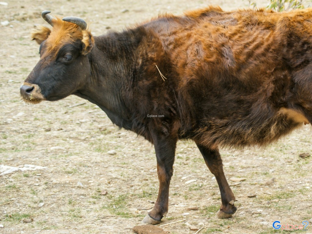 อุทยานแห่งชาติปู่ต๋าซั่ว