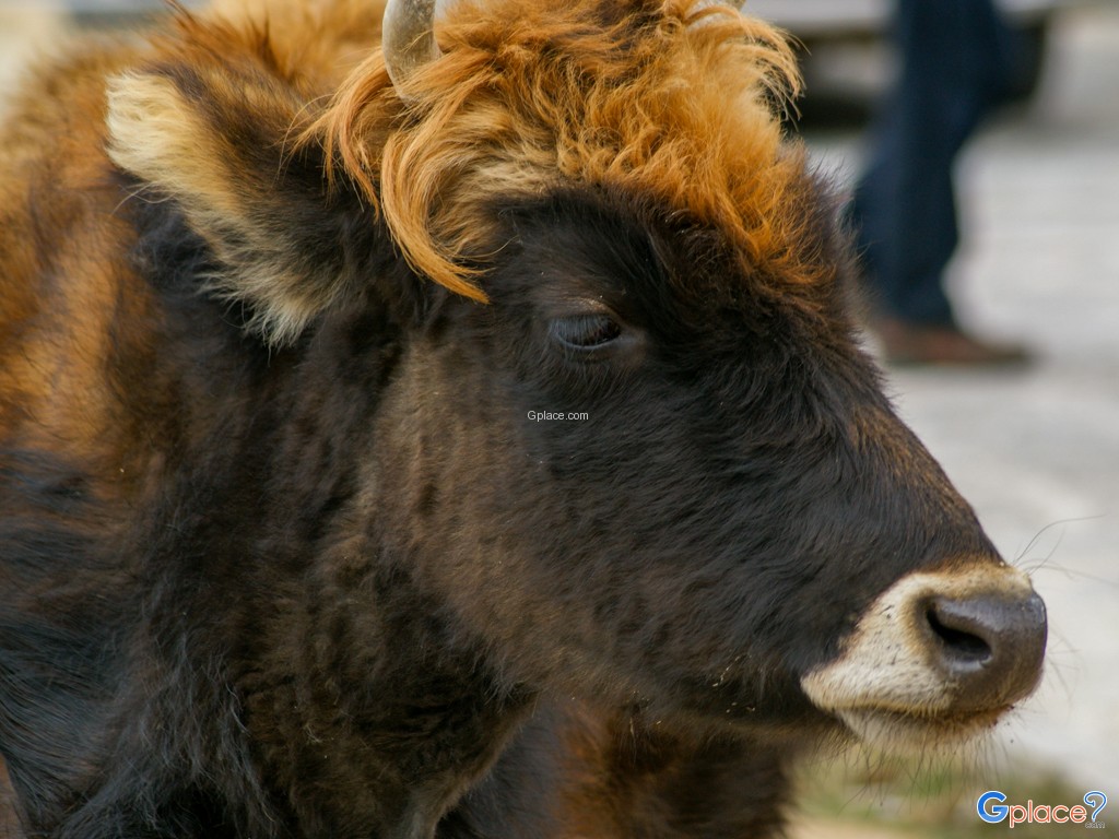 อุทยานแห่งชาติปู่ต๋าซั่ว