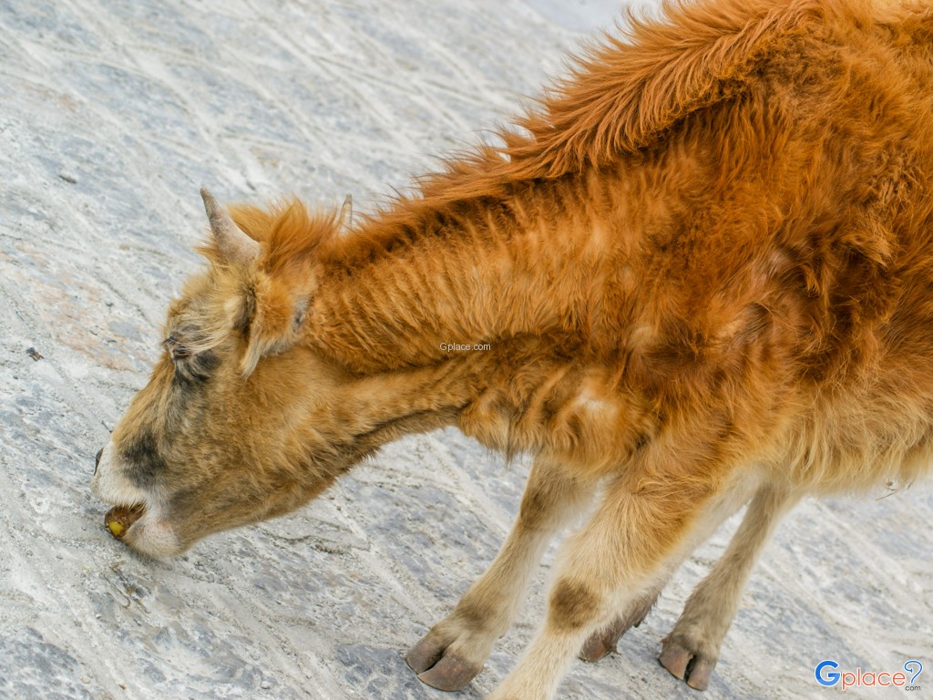 อุทยานแห่งชาติปู่ต๋าซั่ว