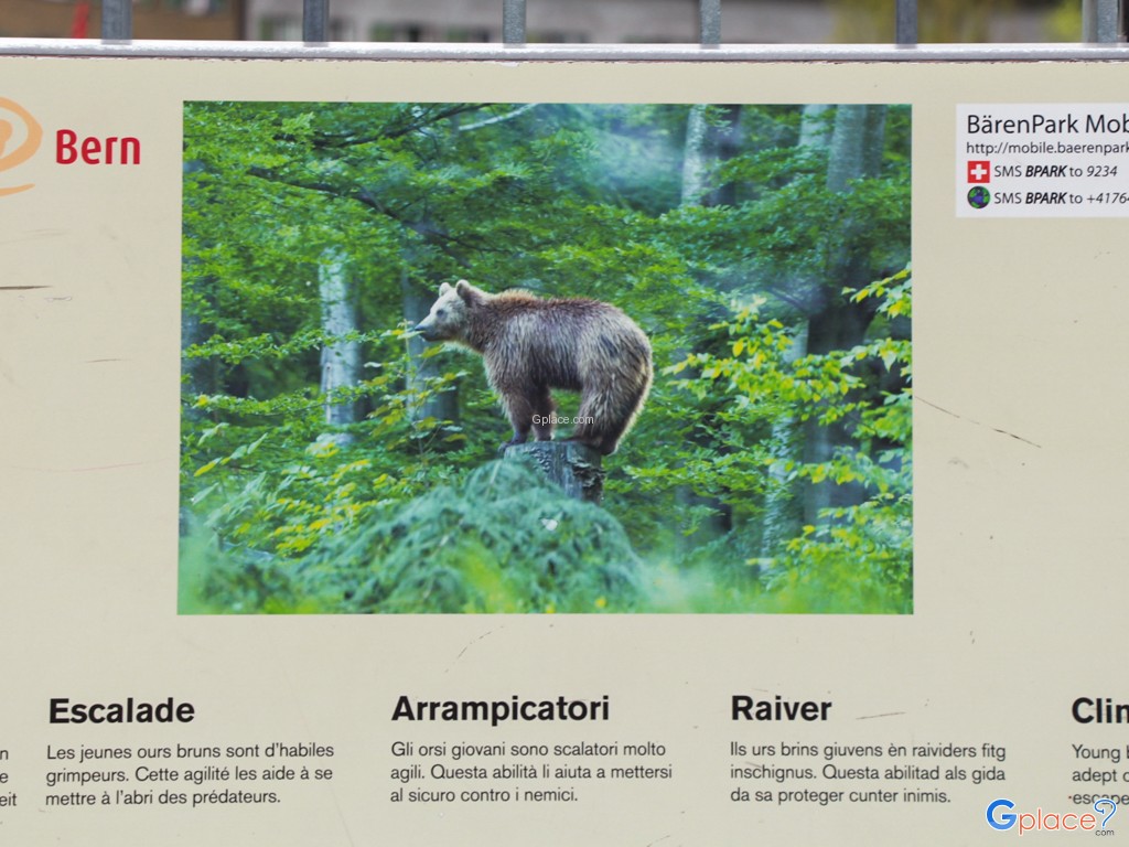 Bear Park Bern