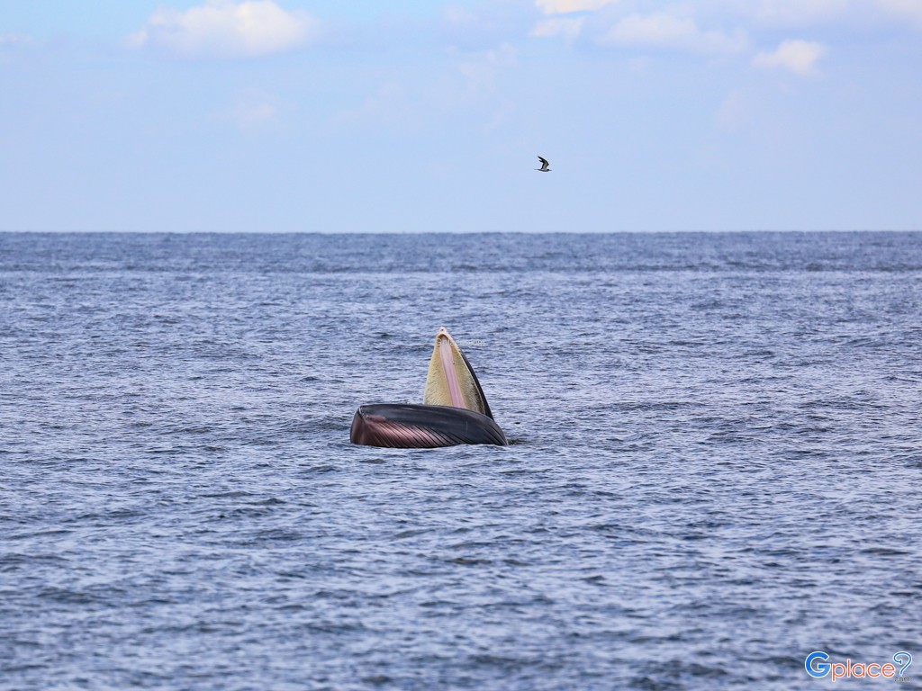 Whale Watching at Laem Phak Bia